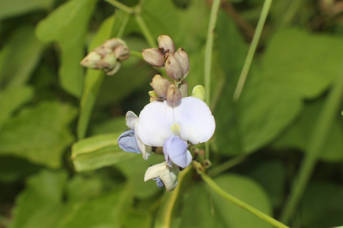 Psophocarpus scandens (Endl.) Verdc.